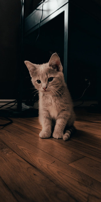 Kitten , Top quality backgrounds HD phone wallpaper
