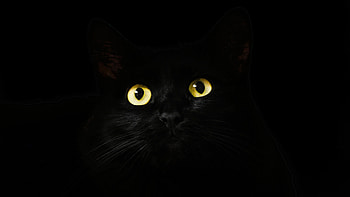 Intense cat gaze, Mysterious black cats, Enchanting eyes, Bewitching Halloween cats HD wallpaper