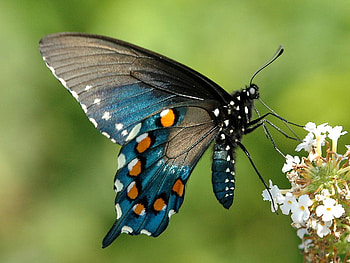 Pipevine, white, black, butterfly, turquoise, flowers, orange HD wallpaper