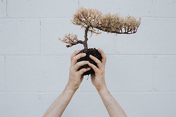 Flowers, Plant, Wood, Tree, Hands, Bonsai HD wallpaper