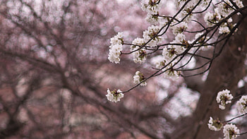 Nature, Flowers, Wood, Tree, Bloom, Flowering, Spring HD wallpaper