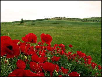 my valley, nature, flowers, valley, red HD wallpaper