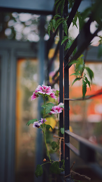 Flowers, Flower, Bloom, Flowering, Garden, Decoration HD phone wallpaper
