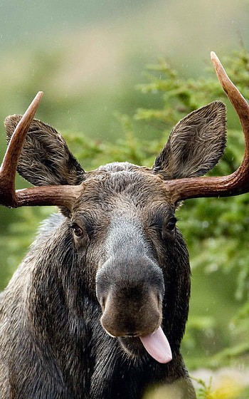 moose , Latest designs, beauty, Mobile excellence HD phone wallpaper