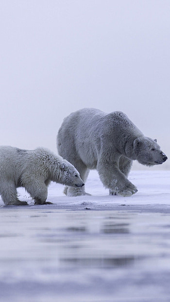 Family bonds in the wild, Polar unity, Frozen Alaskan beauty, Arctic family life HD phone wallpaper