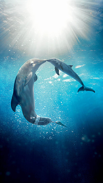 Dolphin Tale 2 (2022) movie HD phone wallpaper