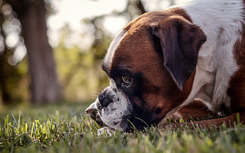 Animals, Grass, Dog, Muzzle, Profile HD wallpaper
