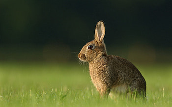 Animals, Grass, Rabbit, Hare, Expectation, Waiting HD wallpaper