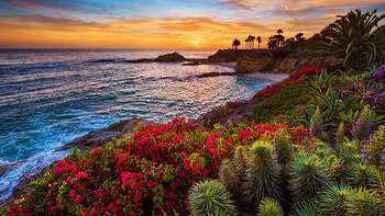 Tropical Sunset, sea, wildflowers, palms, coast, clouds, colors, sky, rocks HD wallpaper