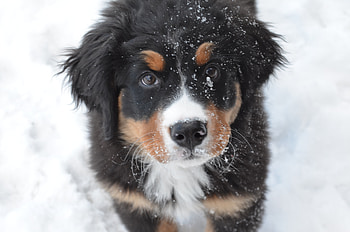 Bernese mountain dog, puppy, muzzle HD wallpaper
