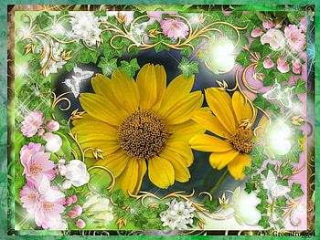YELLOW DAISIES, PRETTY, FLOWERS, YELLOW, DAISIES HD wallpaper