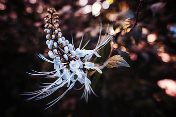 Flowers, Flower, Macro, Petals, Blur, Smooth HD wallpaper