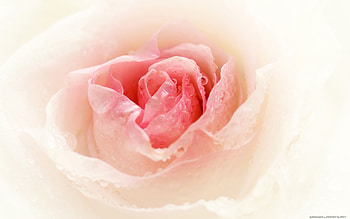 Plants, Flowers, Roses HD wallpaper