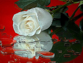 Reflection on Red, rose, white, love, red, romance, water HD wallpaper