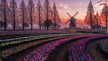 Spring Morning In The Netherlands, flowers, tulips, windmill, house, trees, landscape HD wallpaper