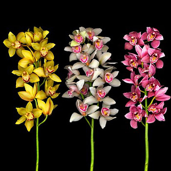 orchid, colorful, egzotic, flower HD wallpaper