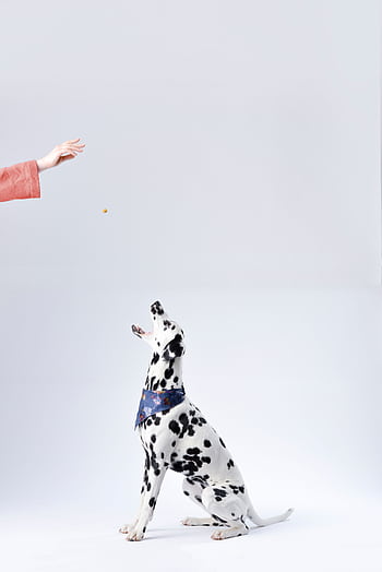 Dalmatian dog catching a treat tossed by a hand in a studio setting, highlighting training. HD phone wallpaper
