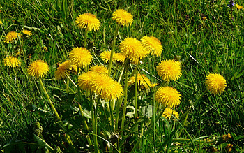 Dandelions, yellow, meadow, flowers, spring HD wallpaper