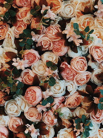 Luxurious display of pink and white roses in full bloom, perfect for romantic celebrations. HD phone wallpaper