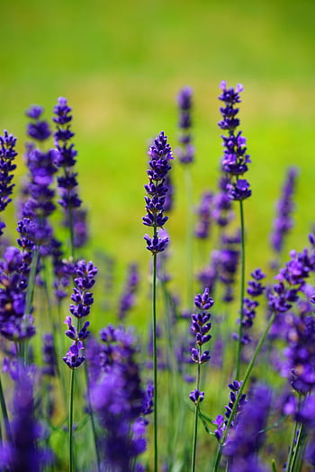 Beautiful close-up of vibrant lavender flowers in a lush green field, showcasing nature's elegance. HD phone wallpaper