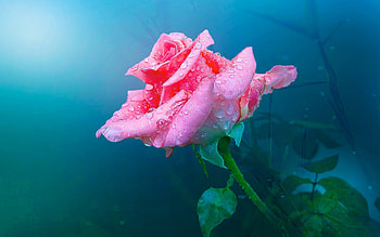 Pink rose, blue, rose, pink, flower, green, water drops, dew HD wallpaper