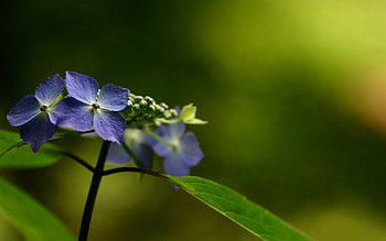 Flowers, Lilac, Violet, Macro HD wallpaper