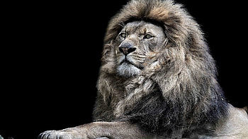 Monochrome Lion, monochrome, lion, animals HD wallpaper