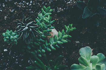 Flowers, Plant, Pointed, Priming, Ground HD wallpaper