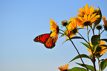 Animals, Sky, Flower, Butterfly, Wings HD wallpaper