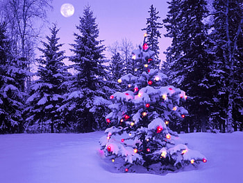 lonely tree , lonely, tree HD wallpaper