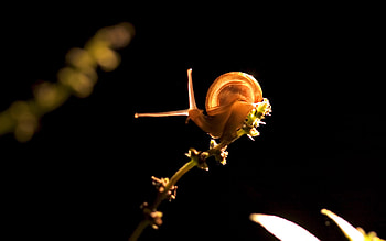 Insect, bug HD wallpaper