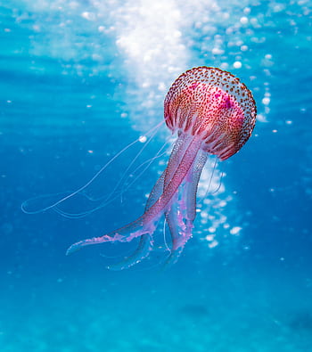 Close-up of a vibrant jellyfish gracefully swimming in the clear waters of Illes Balears, Spain. HD phone wallpaper