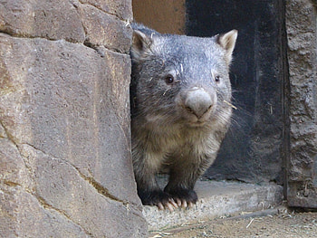 Ipswich Nature Centre, Wombats HD wallpaper