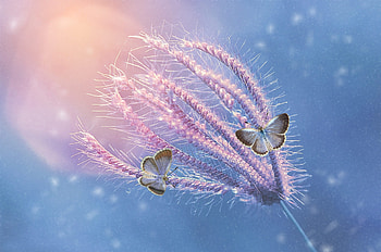 Butterflies, macro, blue, pink, butterfly, fluture, nature, insect HD wallpaper