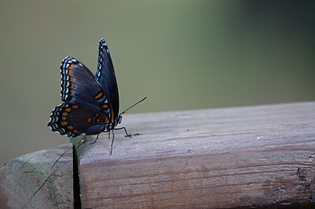 Animals, Patterns, Insect, Butterfly, Wings HD wallpaper