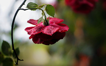 Flowers, Drops, Flower, Rose Flower, Rose, Bud HD wallpaper