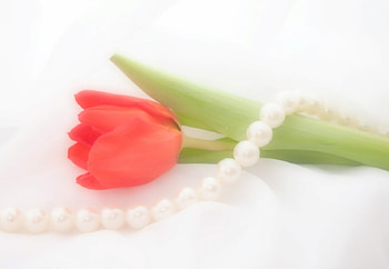 A little tenderness (for Jacqeline), tenderness, softness, tulip, soft, necklace, beauty, leaves, delicate, petals, flower, pearls HD wallpaper