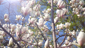 Magnolia stock footage, , Nature video HD wallpaper