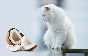 White cat, animal, summer, white, pisici, fruit, cat, coconut, vara HD wallpaper