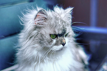 Animals, Cat, Fluffy, Cool HD wallpaper