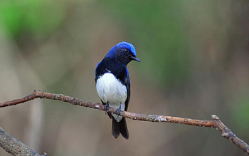 Animals, Branch, Little Bird, Birdie HD wallpaper