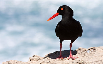 Animals, Dark, Bird, Beak, Gait HD wallpaper