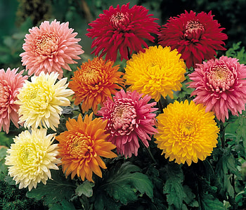 Flowers, Chrysanthemum, Bright, Garden, Different HD wallpaper
