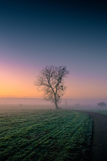 Nature, Grass, Twilight, Wood, Road, Tree, Fog, Dusk HD phone wallpaper