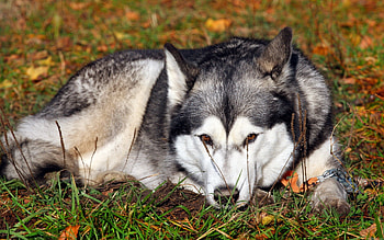 Animals, Grass, To Lie Down, Lie, Dog, Sadness, Husky, Haska, Sorrow, Waiting, Expectation HD wallpaper