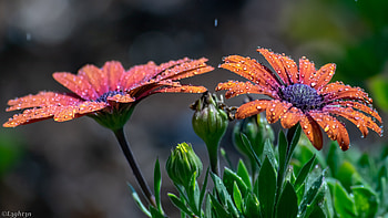 Flower, plant, grass, nature HD wallpaper