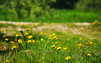 Nature, Grass, Dandelions, Polyana, Glade HD wallpaper