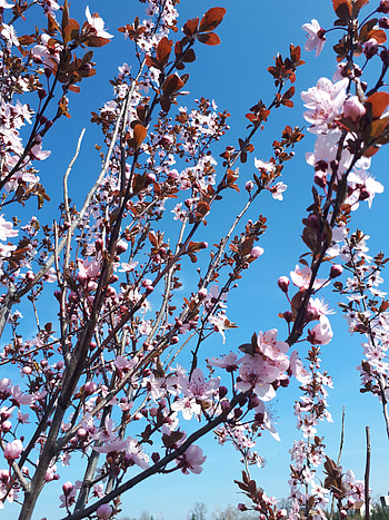 Flowers, Pink, Sakura, Branches, Tender, Blooms HD phone wallpaper
