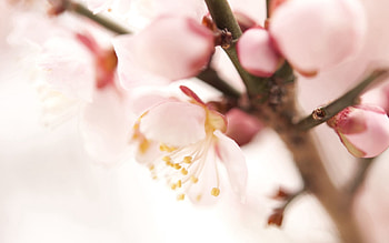Plant, Macro, Bloom, Flowering, Branch, Spring HD wallpaper