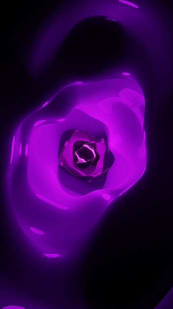 Purple, blossom, rose, close up HD phone wallpaper